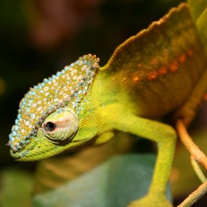 Male Peretti Aka Peacock Chameleon