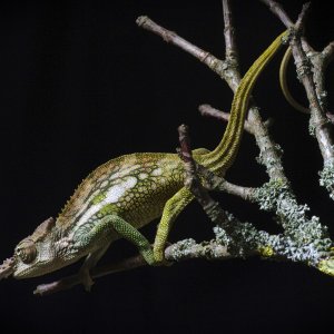 Kinyongia Boehmei