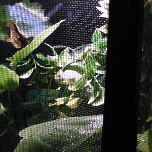 4 Month Old Veiled Male