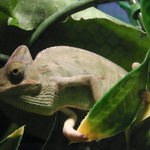 4 Month Old Veiled Male