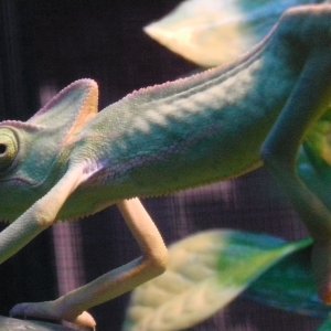 4 Month Old Veiled Male