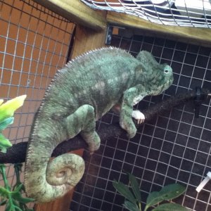 Rexy