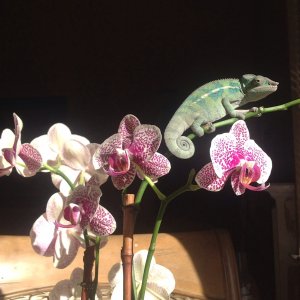 Louie In The Sun On Orchid