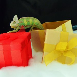 A Great Christmas Gift