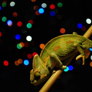 Happy Holidays From Gizmo!