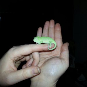 My New Chameleon - The Grinch