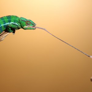 Cham Snatches Mantis