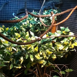 Rexy's Cage