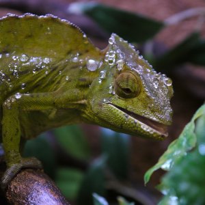 Trioceros Cristatus Drinking