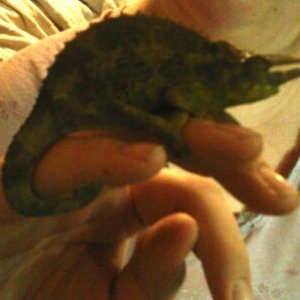 Sheldon. Has His Tail Wrapped Around My Finger. He Seems To Like Me.