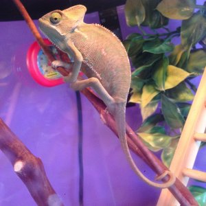 Chameleon
