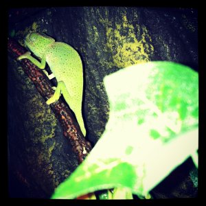 Graceful Rango