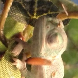 New Born Veiled Cham That Won't Open Eyes