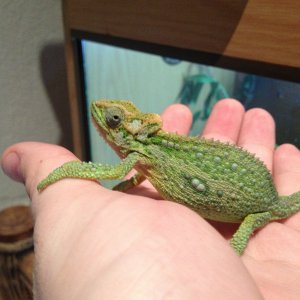 Hi