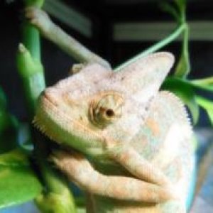 Dude, My Veiled Cham