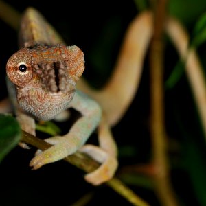 Kinyongia Boehmei Male