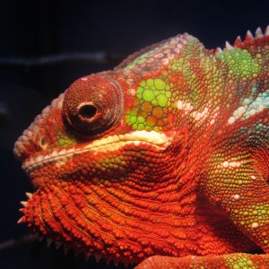 Red In The Face