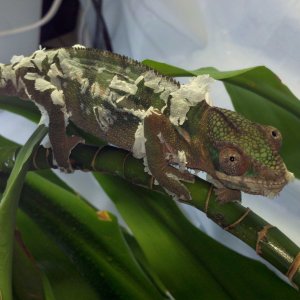 Dark Molting