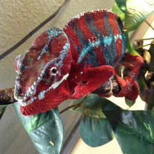 Red Ambilobe Panther Chameleon