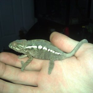 Baby Ambilobe.