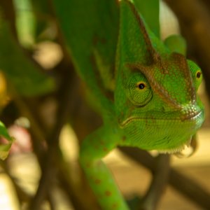 Veiled Chameleon