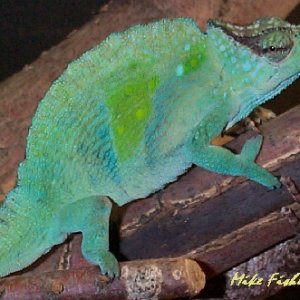Adult Male Montium