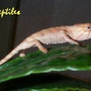 Baby Tamatave Panther Chameleon