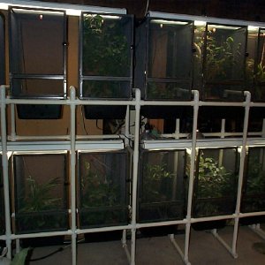 Chameleon Cage Racks