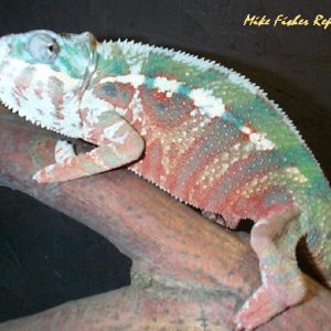 Adult Male Panther