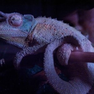 "dr. Gonzo"