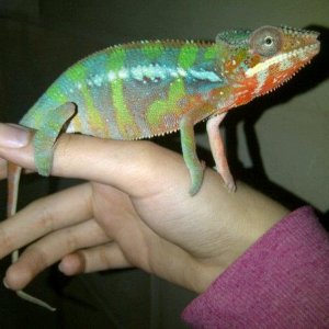 My Chameleon "maharaja"