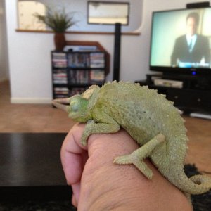My Jackson Chameleon