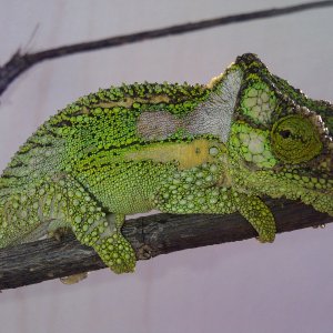 Male Knysna Dwarf - Aka George