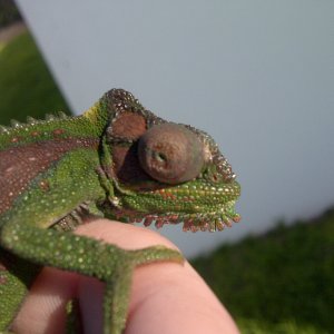 Female Cape Dwarf - Aka Freddie