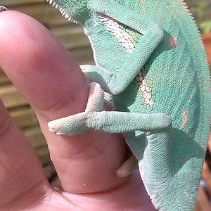 Male Veiled Chameleon