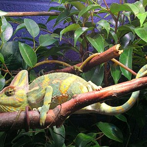 Rango