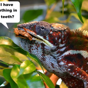Do I Have Something In My Teeth