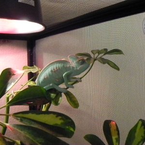 Rango Just Hanging Out