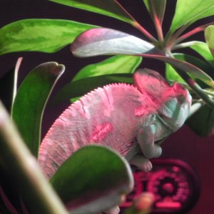 Rango Love To Sleep Here Each Night