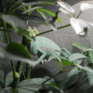 Rango I Can See You