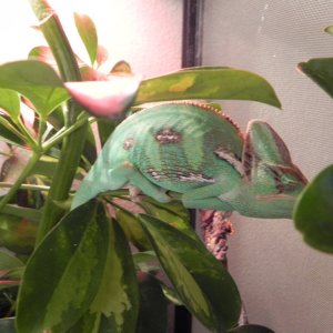 Rango Getting His Teenager Colors.
