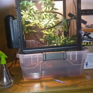 Rango