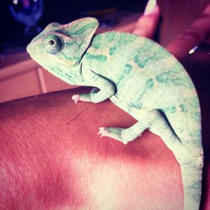 Rango