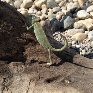 My Chameleon Rango