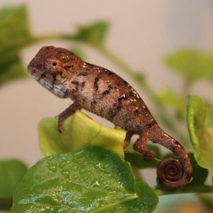 Thirsty Panther Hatchling