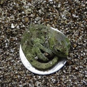 Quad On A Nickel