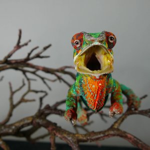 Raar!