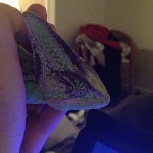 Sleepy Chameleon