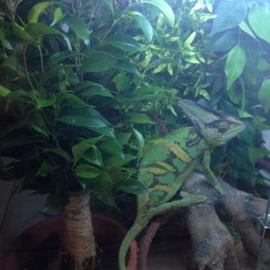 Gringo's New Plant