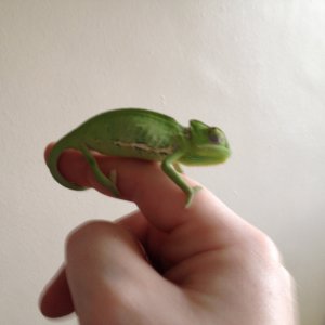 New Yemen Chameleon